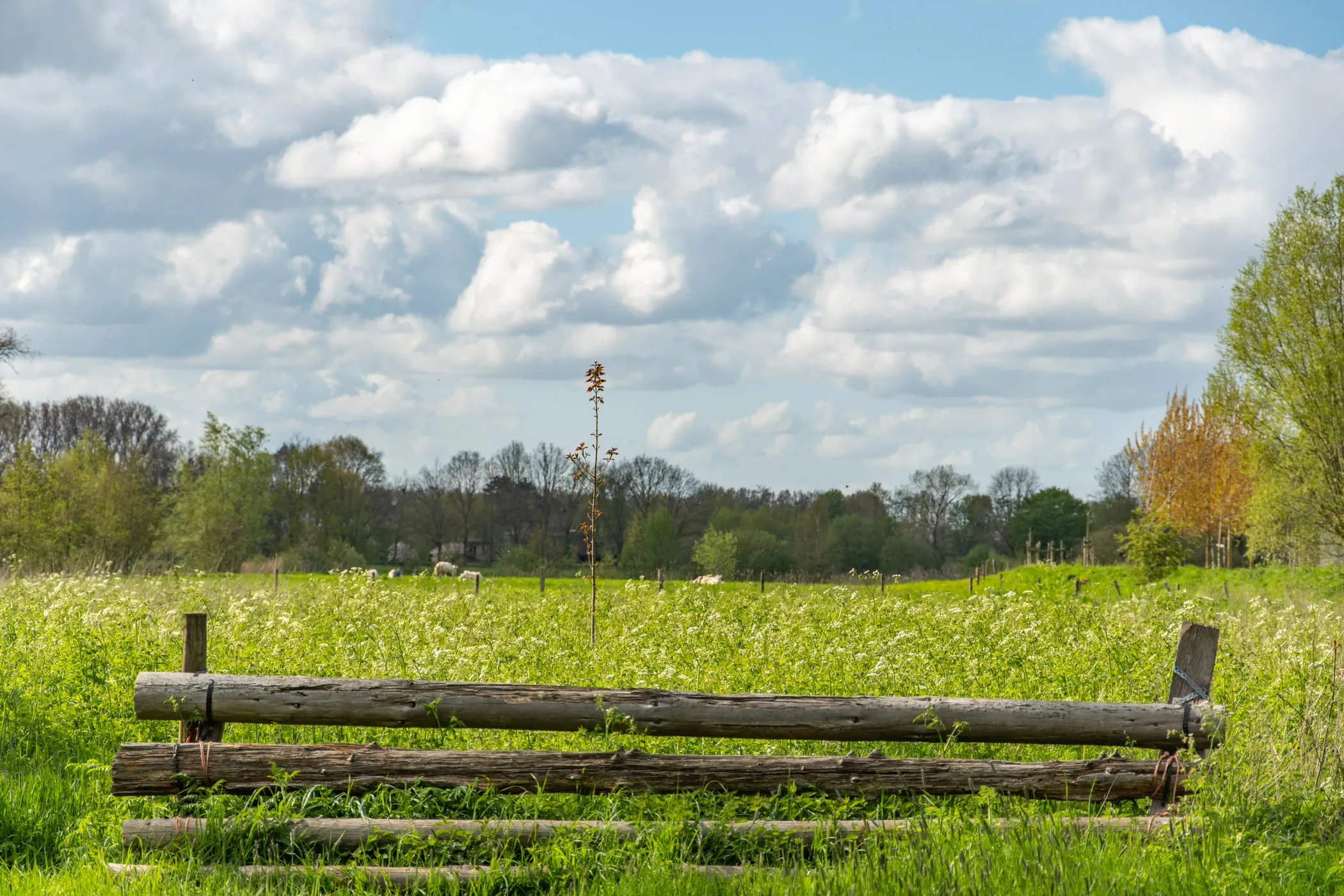 Natuur