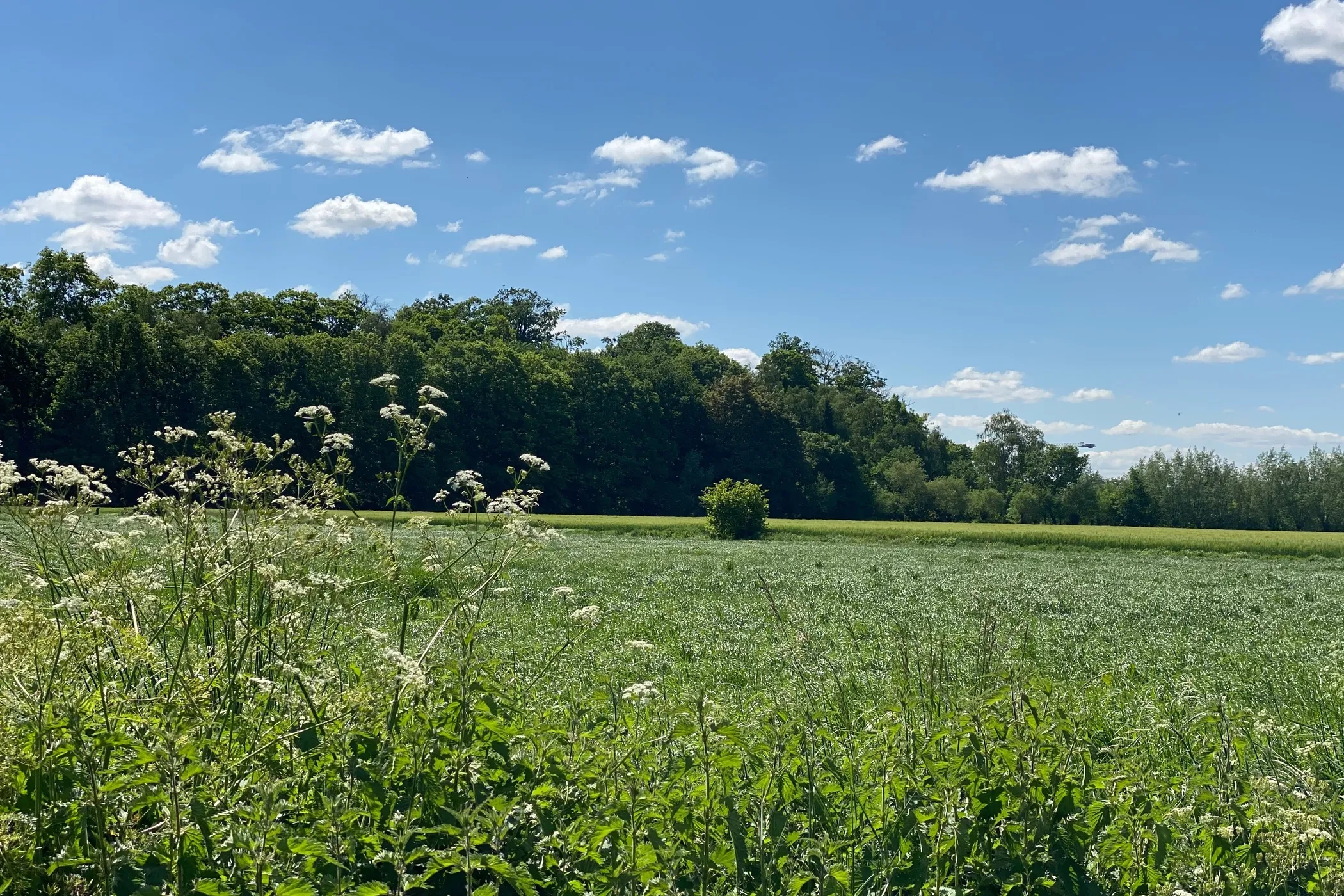 Algemeen natuur Parkbos Kastelenroute 4